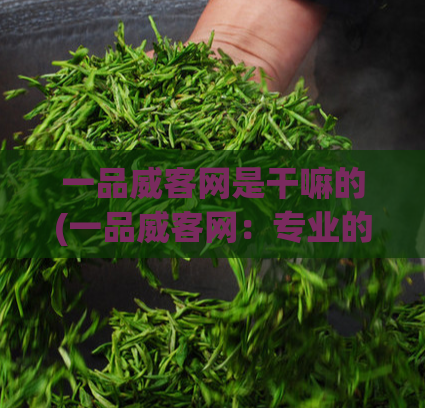 一品威客网是干嘛的(一品威客网:专业的自由职业平台)