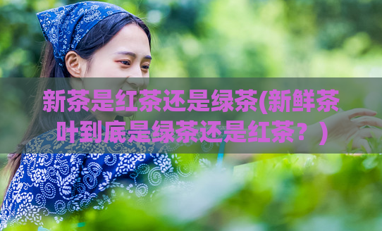 新茶是红茶还是绿茶(新鲜茶叶到底是绿茶还是红茶?)
