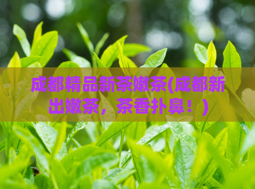 成都精品新茶嫩茶(成都新出嫩茶，茶香扑鼻！)