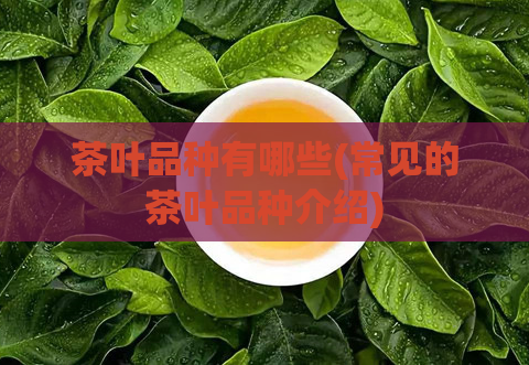 茶叶品种有哪些(常见的茶叶品种介绍)