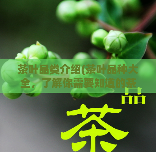 茶叶品类介绍(茶叶品种大全，了解你需要知道的茶叶品种)