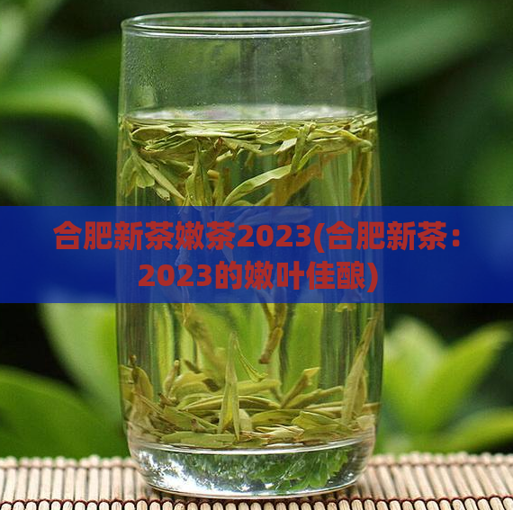 合肥新茶嫩茶2023(合肥新茶:2023的嫩叶佳酿)