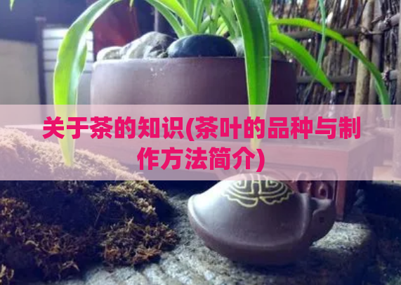 关于茶的知识(茶叶的品种与制作方法简介)