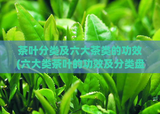 茶叶分类及六大茶类的功效(六大类茶叶的功效及分类盘点)