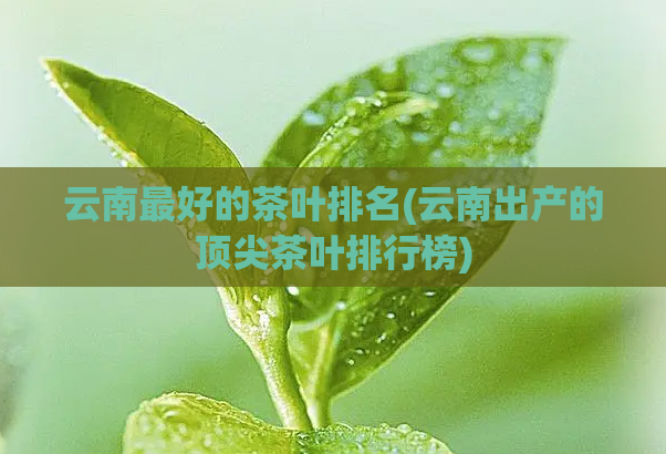 云南最好的茶叶排名(云南出产的顶尖茶叶排行榜)