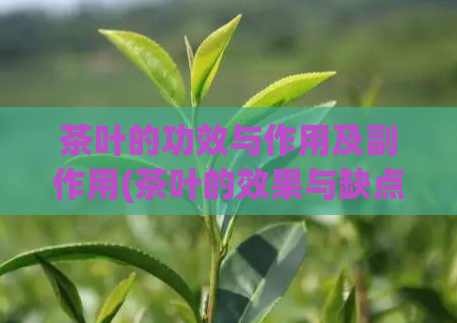 茶叶的功效与作用及副作用(茶叶的效果与缺点，了解一下！)