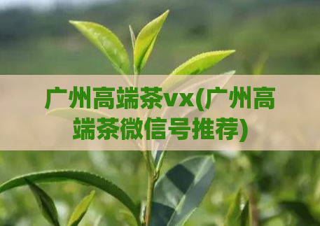 广州高端茶vx(广州高端茶微信号推荐)