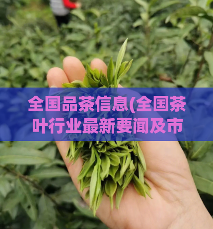 全国品茶信息(全国茶叶行业最新要闻及市场趋势概述)