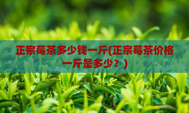 正宗莓茶多少钱一斤(正宗莓茶价格一斤是多少?)