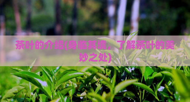 茶叶的介绍(身临其境，了解茶叶的美妙之处)