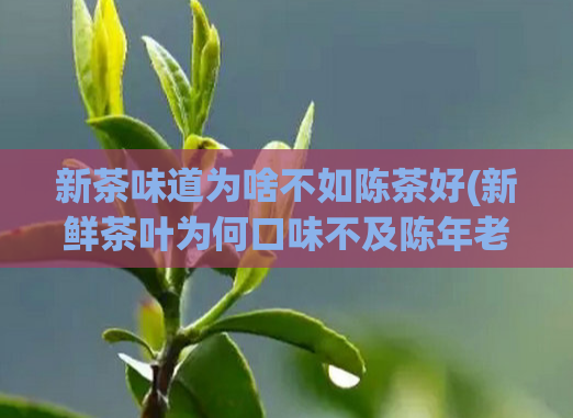 新茶味道为啥不如陈茶好(新鲜茶叶为何口味不及陈年老茶？)