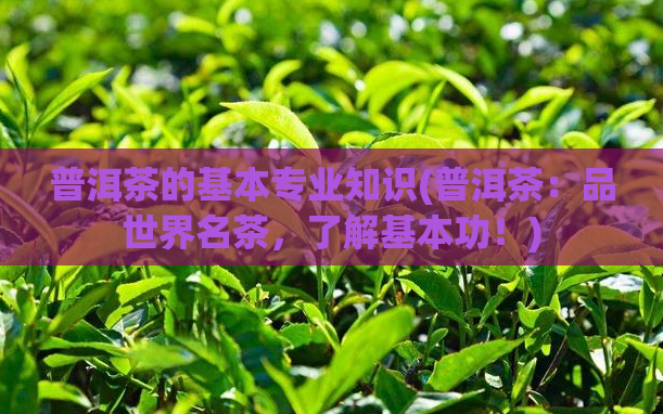 普洱茶的基本专业知识(普洱茶:品世界名茶,了解基本功!)
