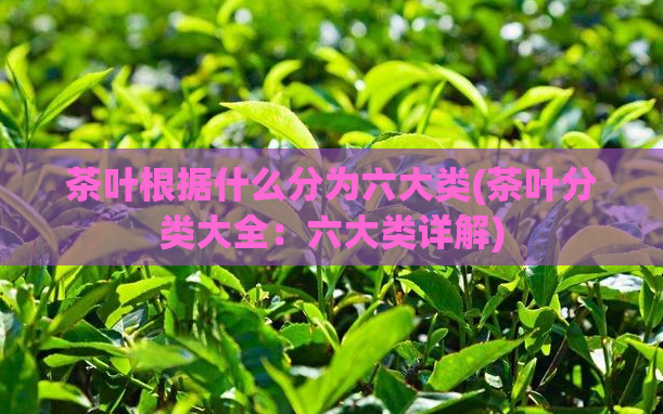 茶叶根据什么分为六大类(茶叶分类大全：六大类详解)
