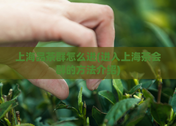 上海品茶群怎么进(进入上海茶会群的方法介绍)