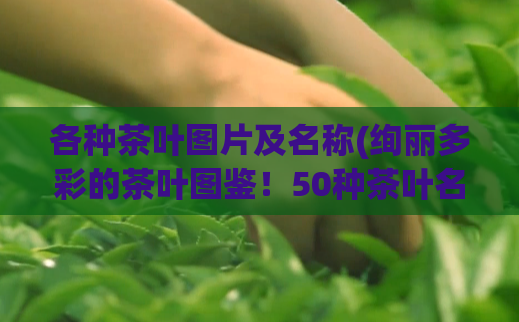 各种茶叶图片及名称(绚丽多彩的茶叶图鉴！50种茶叶名称与图片揭秘！)