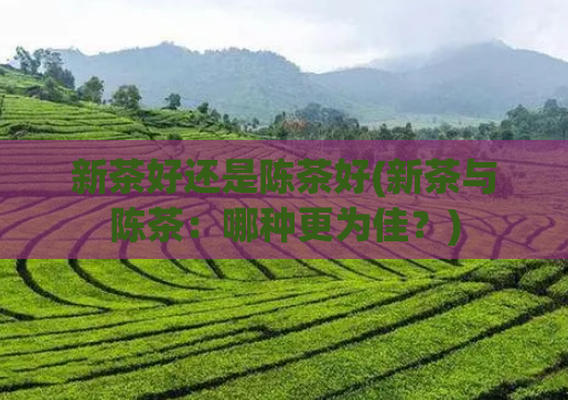 新茶好还是陈茶好(新茶与陈茶：哪种更为佳？)