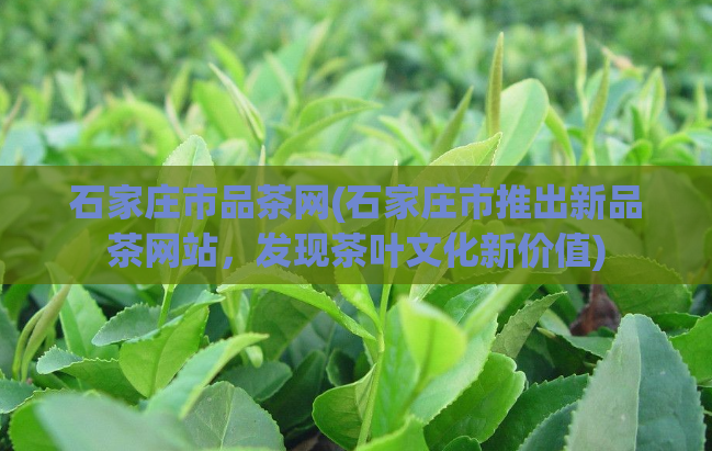 石家庄市品茶网(石家庄市推出新品茶网站,发现茶叶文化新价值)