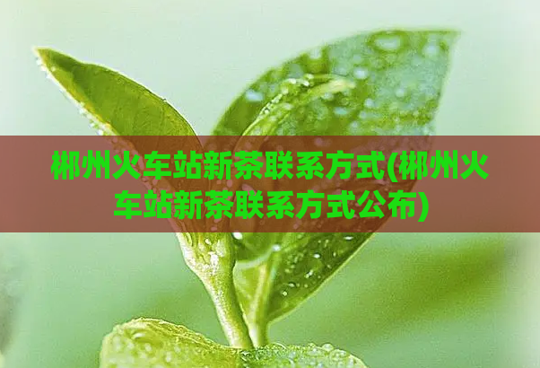 郴州火车站新茶联系方式(郴州火车站新茶联系方式公布)