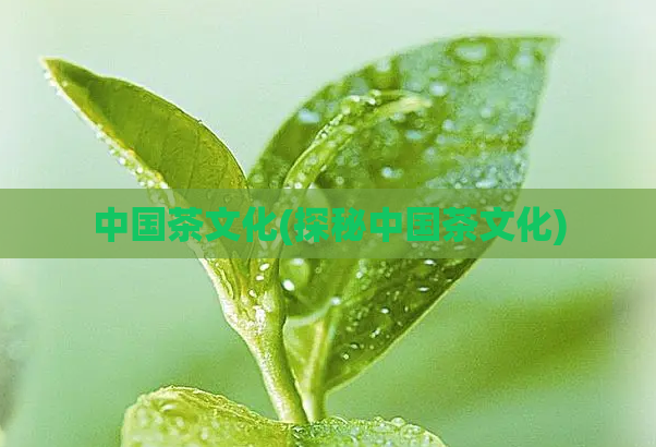 中国茶文化(探秘中国茶文化)