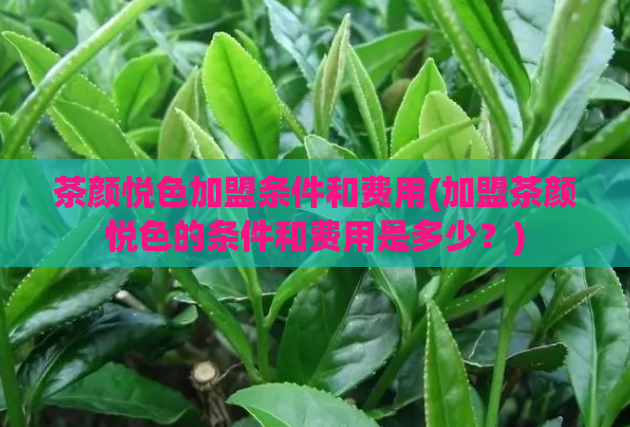 茶颜悦色加盟条件和费用(加盟茶颜悦色的条件和费用是多少?)