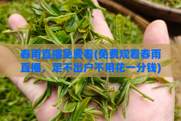 春雨直播免费看(免费观看春雨直播，足不出户不用花一分钱)