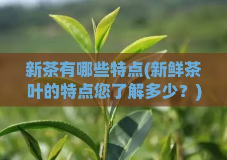 新茶有哪些特点(新鲜茶叶的特点您了解多少？)