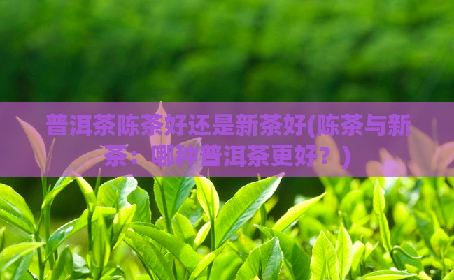 普洱茶陈茶好还是新茶好(陈茶与新茶：哪种普洱茶更好？)