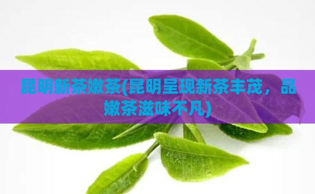 昆明新茶嫩茶(昆明呈现新茶丰茂，品嫩茶滋味不凡)