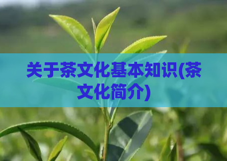关于茶文化基本知识(茶文化简介)