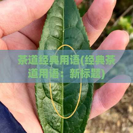 茶道经典用语(经典茶道用语：新标题)