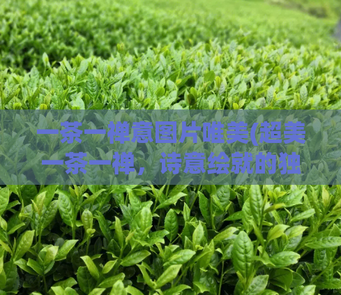 一茶一禅意图片唯美(超美一茶一禅，诗意绘就的独立世界)
