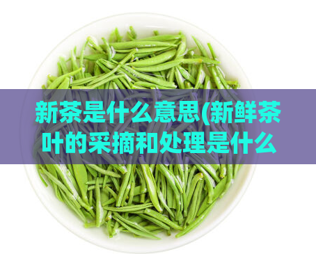 新茶是什么意思(新鲜茶叶的采摘和处理是什么意思?)