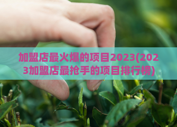 加盟店最火爆的项目2023(2023加盟店最抢手的项目排行榜)