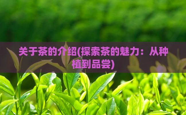关于茶的介绍(探索茶的魅力：从种植到品尝)