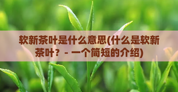 软新茶叶是什么意思(什么是软新茶叶？- 一个简短的介绍)