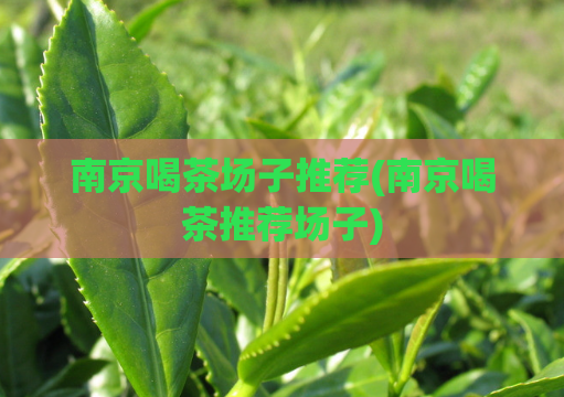 南京喝茶场子推荐(南京喝茶推荐场子)