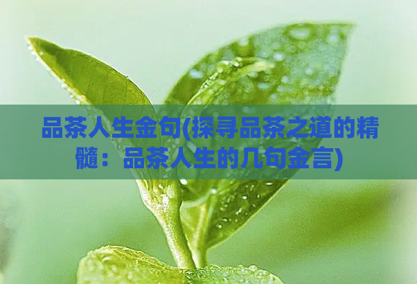 品茶人生金句(探寻品茶之道的精髓：品茶人生的几句金言)