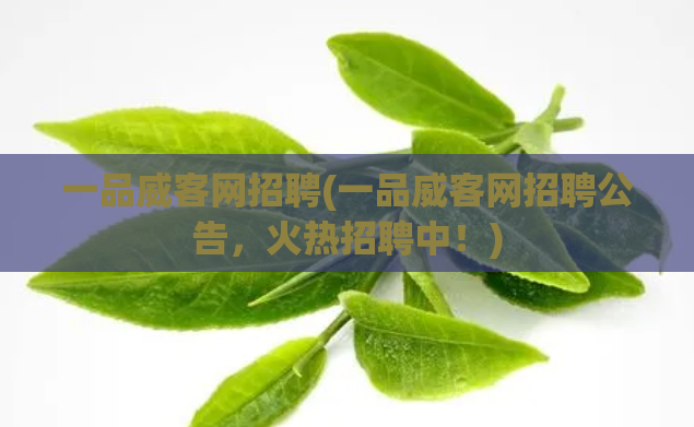 一品威客网招聘(一品威客网招聘公告，火热招聘中！)