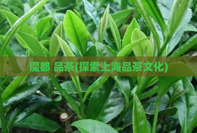 魔都 品茶(探索上海品茶文化)