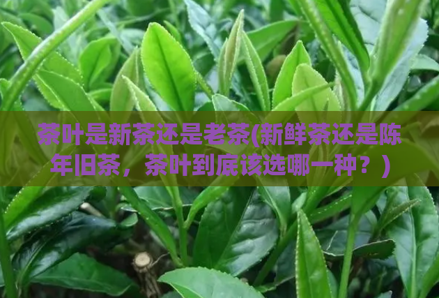 茶叶是新茶还是老茶(新鲜茶还是陈年旧茶，茶叶到底该选哪一种？)
