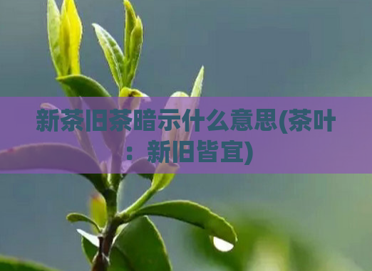 新茶旧茶暗示什么意思(茶叶：新旧皆宜)