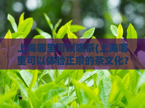 上海哪里可以喝茶(上海哪里可以体验正宗的茶文化？)