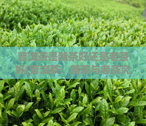 普洱茶是新茶好还是老茶好(普洱茶：新茶与老茶究竟哪种更优？)