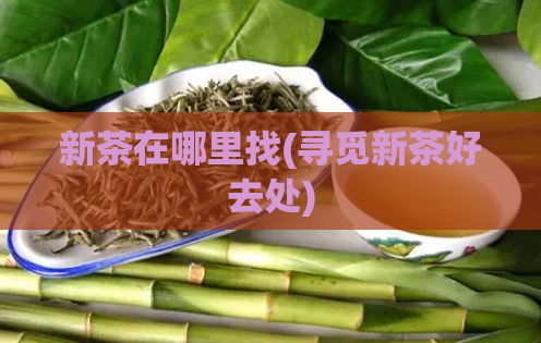新茶在哪里找(寻觅新茶好去处)