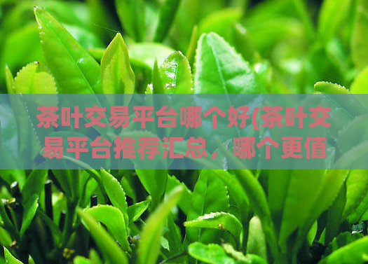 茶叶交易平台哪个好(茶叶交易平台推荐汇总，哪个更值得选择？)