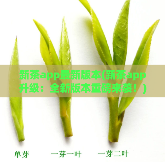 新茶app最新版本(新茶app升级：全新版本重磅来袭！)
