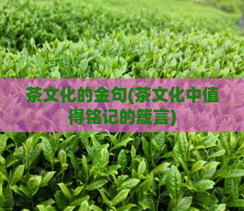 茶文化的金句(茶文化中值得铭记的箴言)