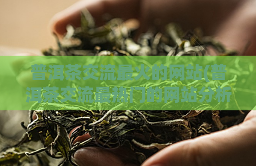 普洱茶交流最火的网站(普洱茶交流最热门的网站分析)