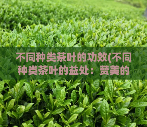 不同种类茶叶的功效(不同种类茶叶的益处：赞美的健康益处)