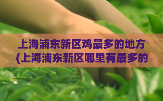 上海浦东新区鸡最多的地方(上海浦东新区哪里有最多的鸡？)